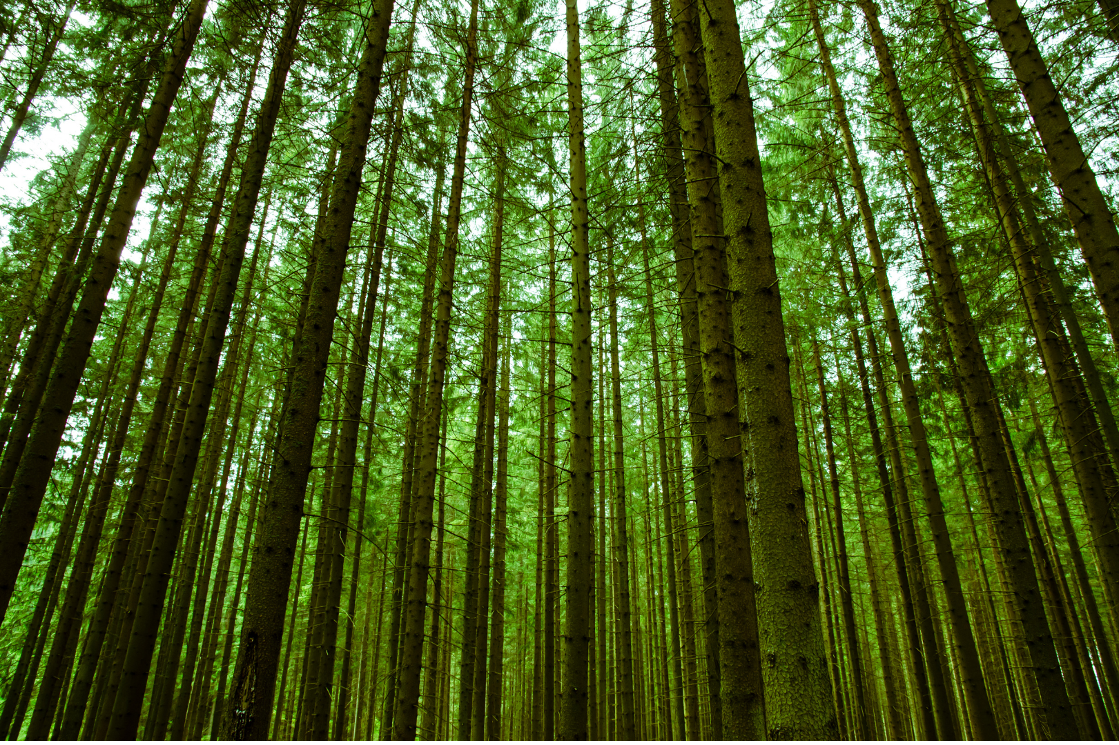 <p><strong>9. A More Sustainable Choice</strong></p>