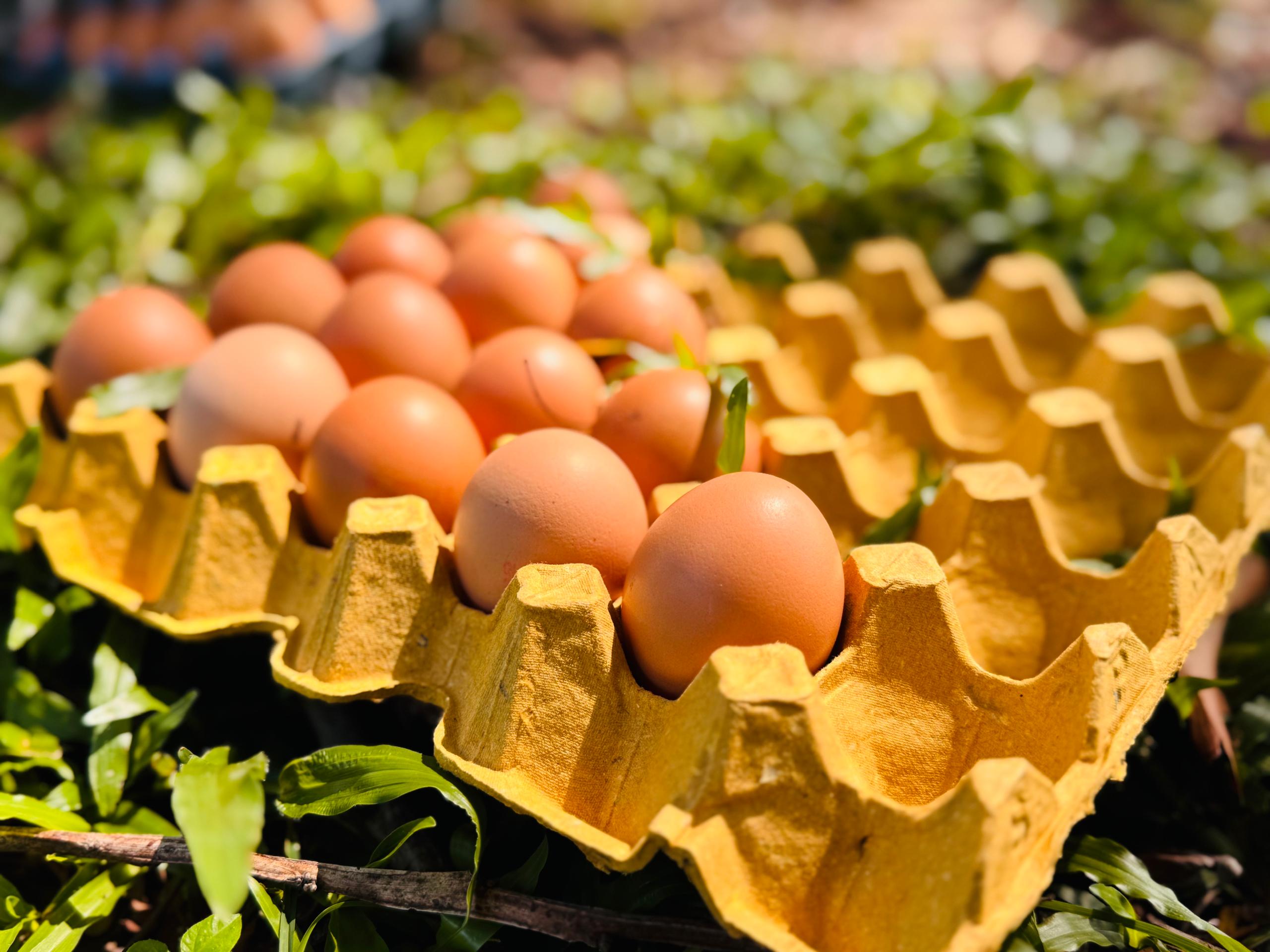 Egg Trays - Reliable, Robust, Recyclable