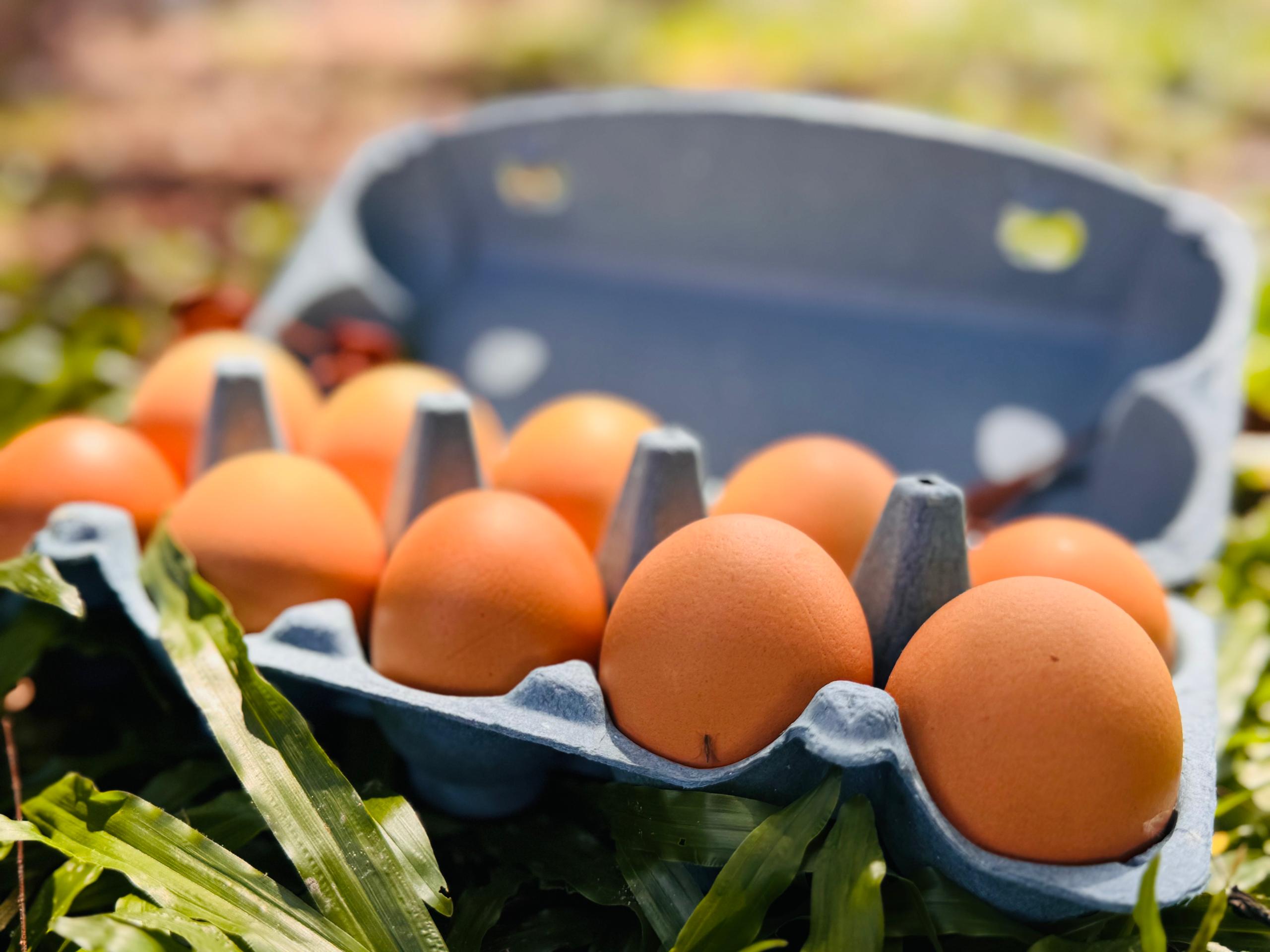 Egg Cartons - Smart solutions for Every Need
