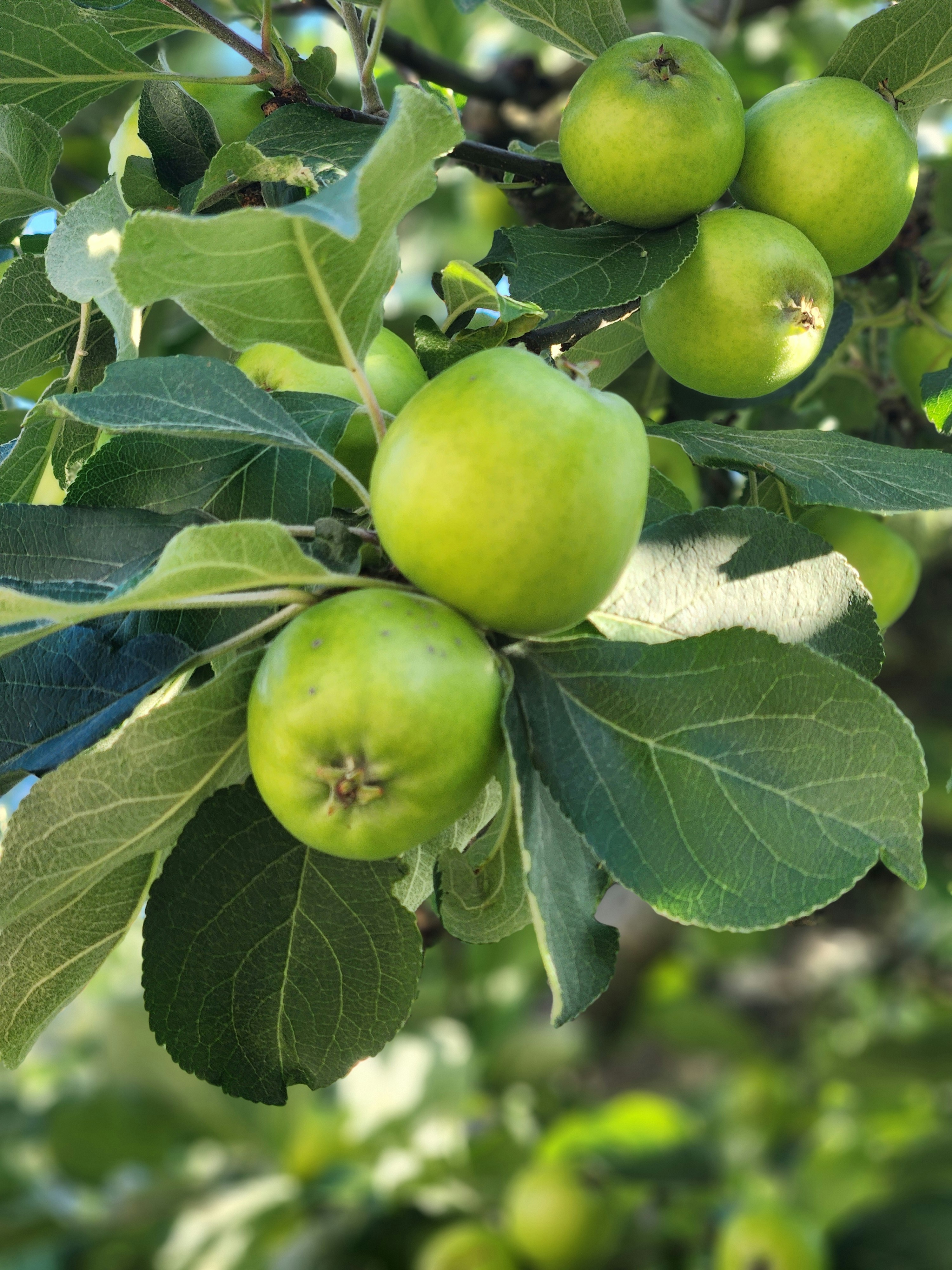 <p>Fruit Trays – Export-Grade Protection from Field to Shelf</p>