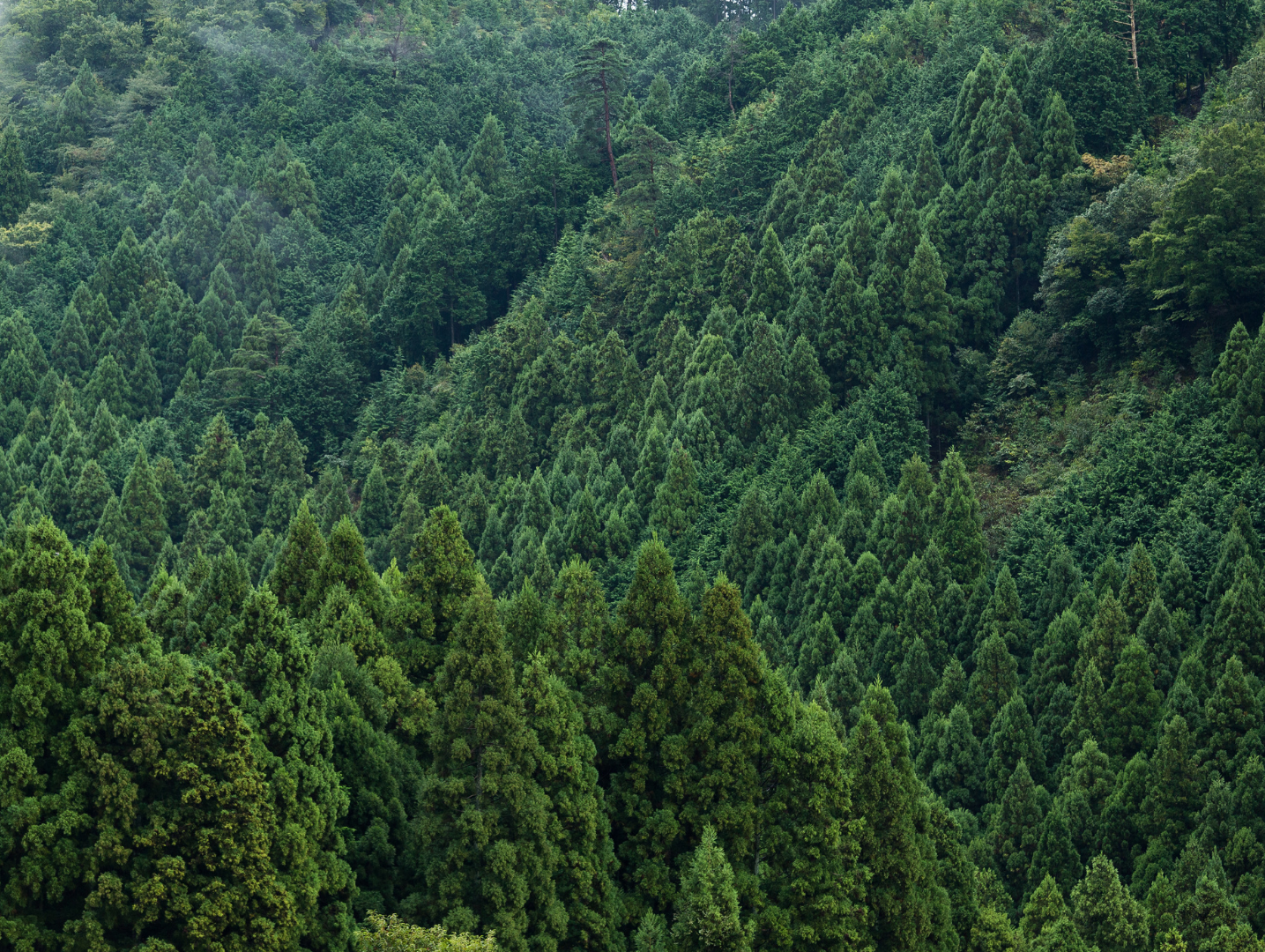 <p>Globally trusted pioneers in moulded fibre - delivering at scale to feed the world</p>